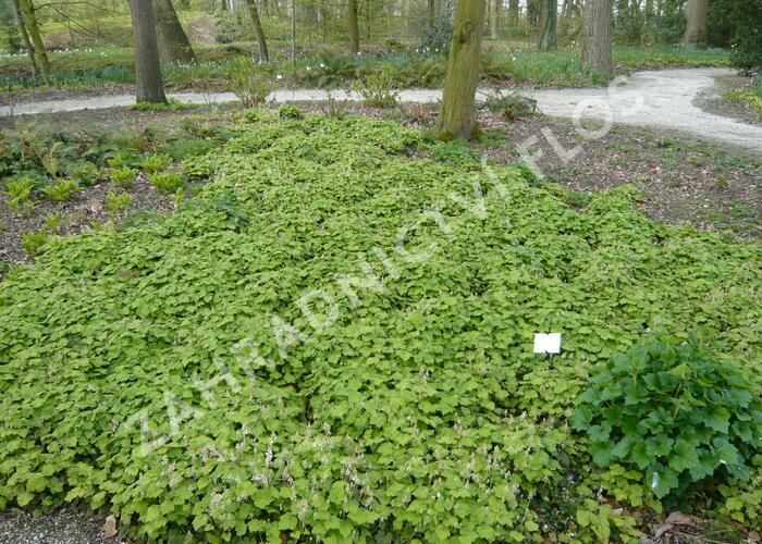 Mitrovnička srdcolistá - Tiarella cordifolia