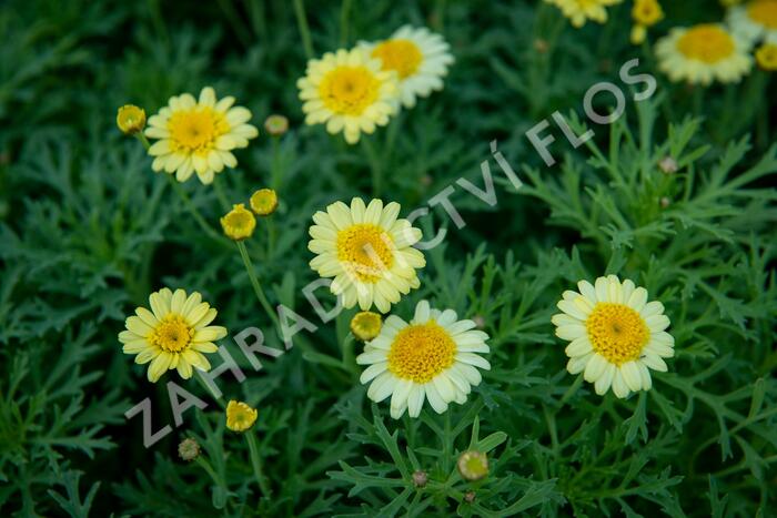 Kopretina pařížská 'Sassy Crested Yellow' - Argyranthemum frutescens 'Sassy Crested Yellow'