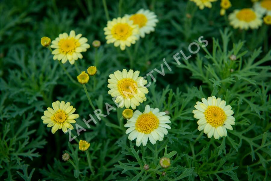 Kopretina pařížská 'Sassy Crested Yellow' - Argyranthemum frutescens 'Sassy Crested Yellow'