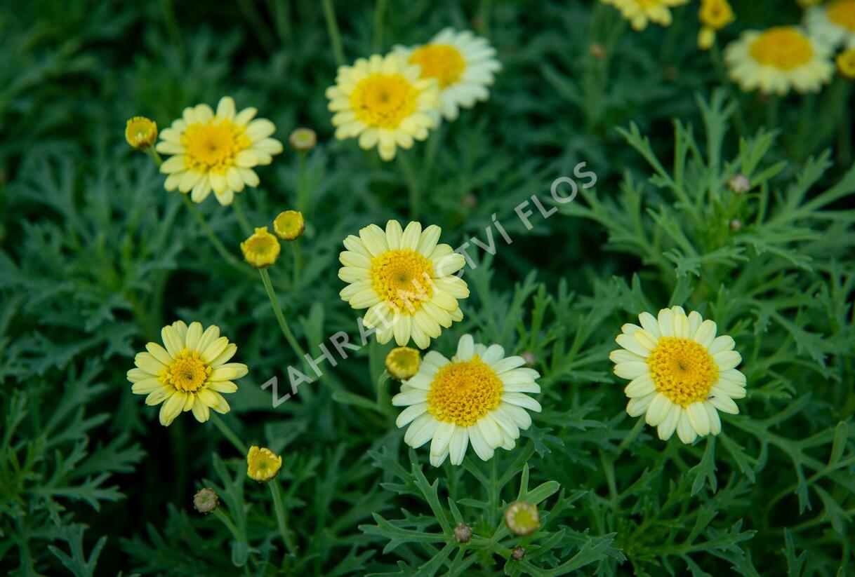 Kopretina pařížská 'Sassy Crested Yellow' - Argyranthemum frutescens 'Sassy Crested Yellow'