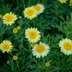 Kopretina pařížská 'Sassy Crested Yellow' - Argyranthemum frutescens 'Sassy Crested Yellow'
