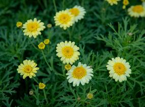Kopretina pařížská 'Sassy Crested Yellow' - Argyranthemum frutescens 'Sassy Crested Yellow'
