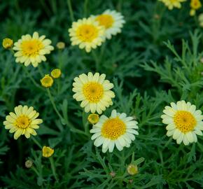 Kopretina pařížská 'Sassy Crested Yellow' - Argyranthemum frutescens 'Sassy Crested Yellow'