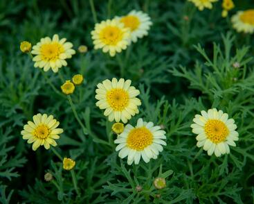 Kopretina pařížská 'Sassy Crested Yellow'