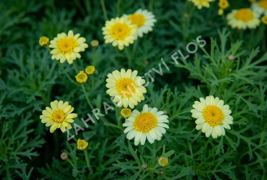 Kopretina pařížská 'Sassy Crested Yellow' - Argyranthemum frutescens 'Sassy Crested Yellow'