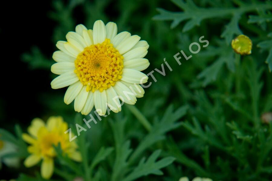 Kopretina pařížská 'Sassy Crested Yellow' - Argyranthemum frutescens 'Sassy Crested Yellow'