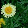 Kopretina pařížská 'Sassy Crested Yellow' - Argyranthemum frutescens 'Sassy Crested Yellow'