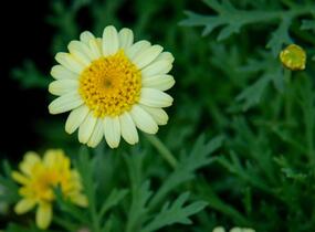 Kopretina pařížská 'Sassy Crested Yellow' - Argyranthemum frutescens 'Sassy Crested Yellow'