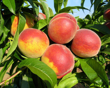 Broskvoň raná 'Favorita Morettini'