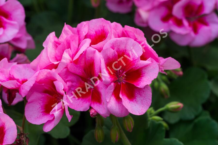 Muškát, pelargonie půdopokryvná 'Calliope Rose Splash' - Pelargonium hybridum 'Calliope Rose Splash'