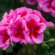 Muškát, pelargonie půdopokryvná 'Calliope Rose Splash' - Pelargonium hybridum 'Calliope Rose Splash'