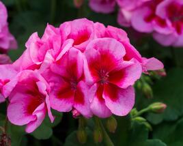 Muškát, pelargonie 'Calliope Rose Splash'