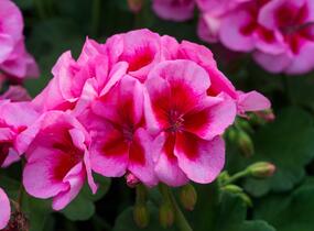 Muškát, pelargonie 'Calliope Rose Splash' - Pelargonium hybridum 'Calliope Rose Splash'