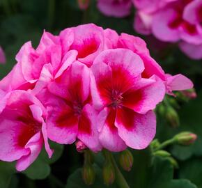 Muškát, pelargonie půdopokryvná 'Calliope Rose Splash' - Pelargonium hybridum 'Calliope Rose Splash'