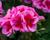 Muškát, pelargonie 'Calliope Rose Splash'