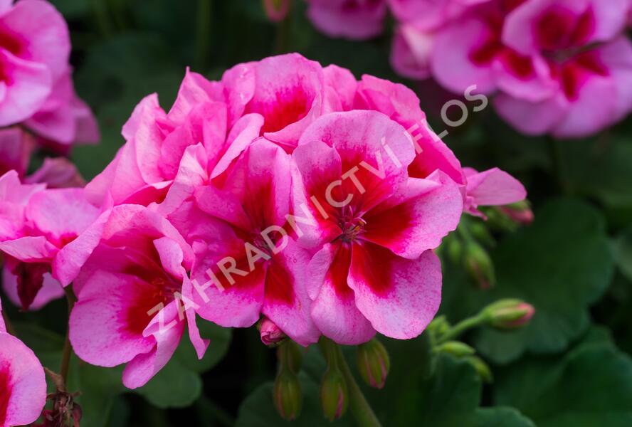 Muškát, pelargonie 'Calliope Rose Splash' - Pelargonium hybridum 'Calliope Rose Splash'