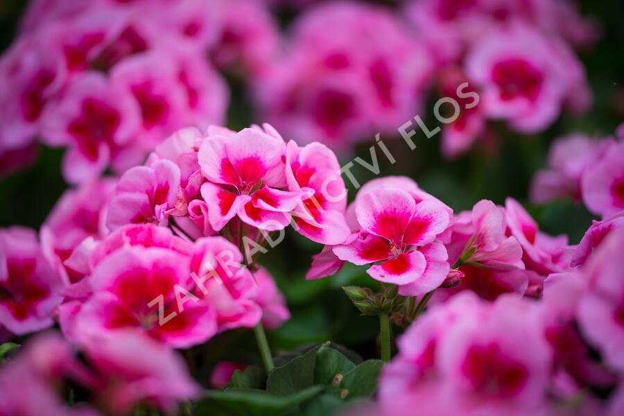 Muškát, pelargonie půdopokryvná 'Calliope Rose Splash' - Pelargonium hybridum 'Calliope Rose Splash'