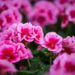 Muškát, pelargonie půdopokryvná 'Calliope Rose Splash' - Pelargonium hybridum 'Calliope Rose Splash'