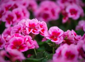 Muškát, pelargonie 'Calliope Rose Splash' - Pelargonium hybridum 'Calliope Rose Splash'