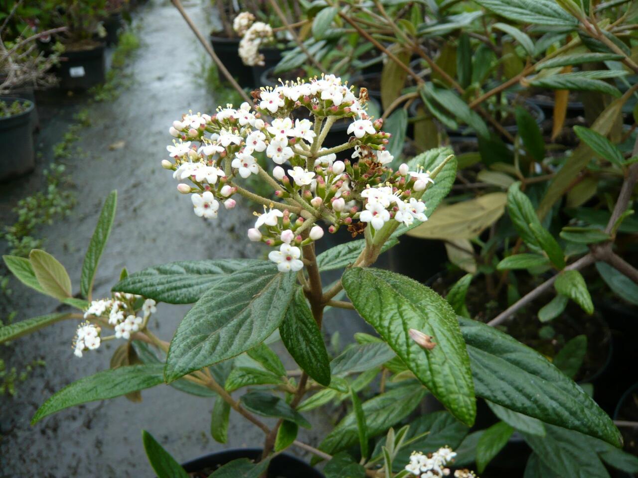 Kalina pražská 'Pragense' Viburnum 'Pragense' Zahradnictví FLOS