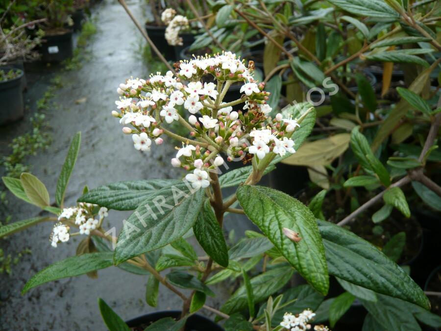 Kalina pražská 'Pragense' - Viburnum 'Pragense'