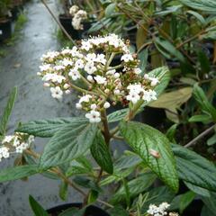 Kalina pražská 'Pragense' - Viburnum 'Pragense'