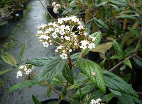 Kalina pražská 'Pragense' - Viburnum 'Pragense'