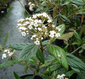 Kalina pražská 'Pragense' - Viburnum 'Pragense'