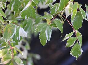 Javor jasanolistý 'Variegatum' - Acer negundo 'Variegatum'