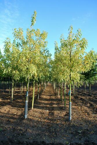 Javor jasanolistý 'Variegatum' - Acer negundo 'Variegatum'