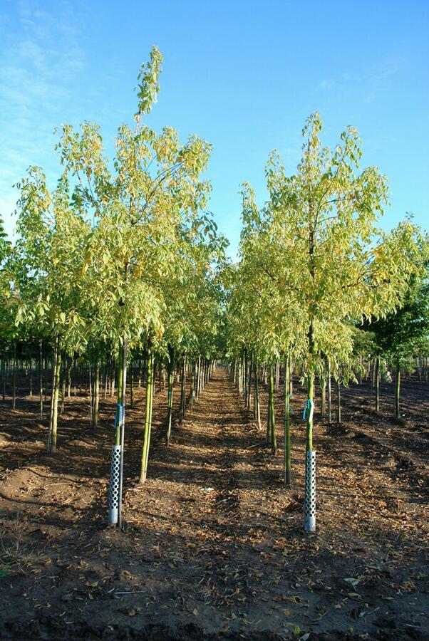 Javor jasanolistý 'Variegatum' - Acer negundo 'Variegatum'