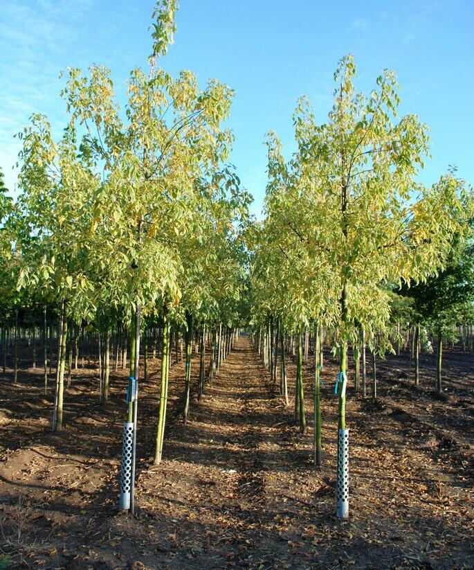 Javor jasanolistý 'Variegatum' - Acer negundo 'Variegatum'