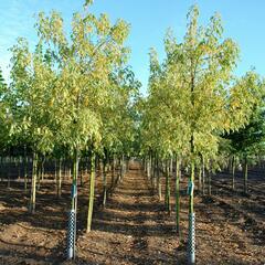 Javor jasanolistý 'Variegatum' - Acer negundo 'Variegatum'