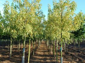 Javor jasanolistý 'Variegatum' - Acer negundo 'Variegatum'