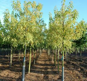 Javor jasanolistý 'Variegatum' - Acer negundo 'Variegatum'