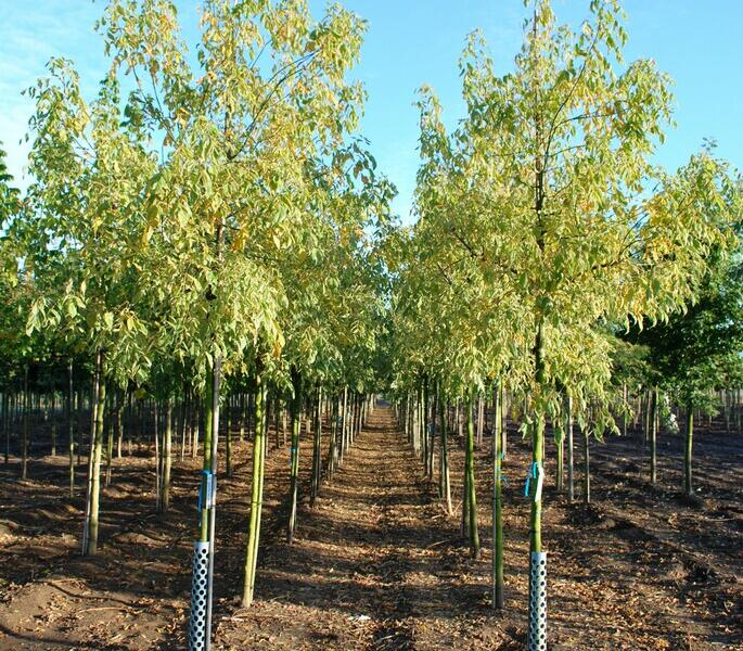 Javor jasanolistý 'Variegatum' - Acer negundo 'Variegatum'