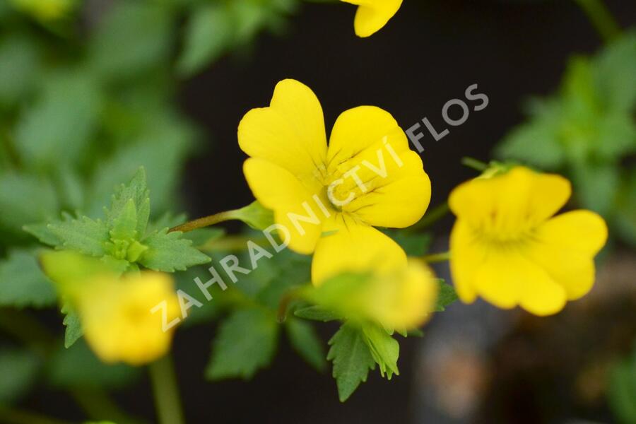 Mekardonie 'Magic Yellow Carpet' - Mecardonia x hybrida 'Magic Yellow Carpet'