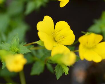 Mekardonie 'Magic Yellow Carpet'