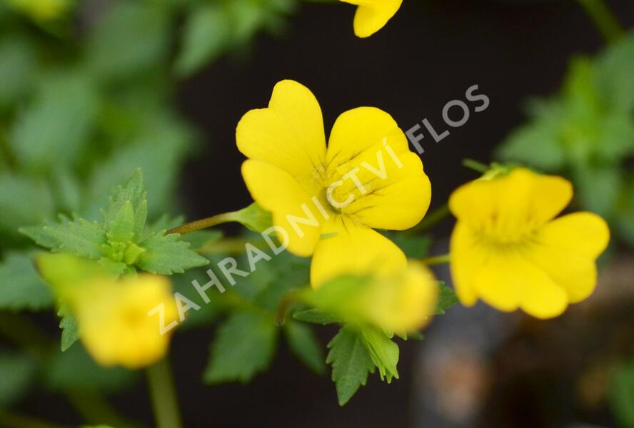Mekardonie 'Magic Yellow Carpet' - Mecardonia x hybrida 'Magic Yellow Carpet'