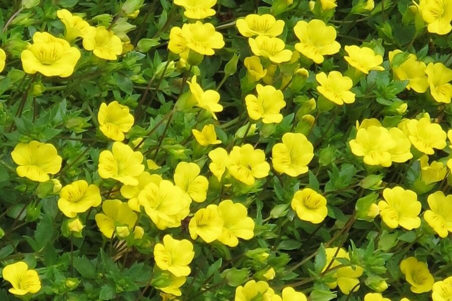 Mekardonie 'Magic Yellow Carpet' - Mecardonia x hybrida 'Magic Yellow Carpet'