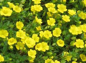 Mekardonie 'Magic Yellow Carpet' - Mecardonia x hybrida 'Magic Yellow Carpet'