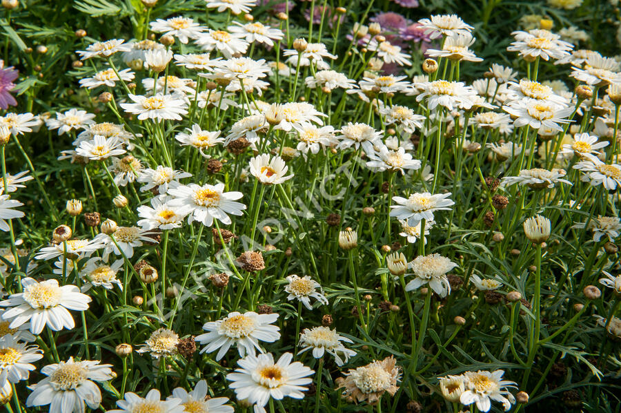 Kopretina pařížská 'Aramis Semi Double Chocolate' - Argyranthemum frutescens 'Aramis Semi Double Chocolate'