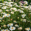 Kopretina pařížská 'Aramis Semi Double Chocolate' - Argyranthemum frutescens 'Aramis Semi Double Chocolate'