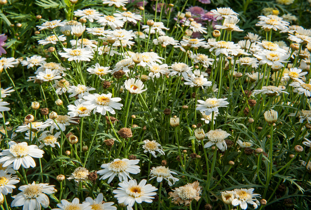 Kopretina pařížská 'Aramis Semi Double Chocolate' - Argyranthemum frutescens 'Aramis Semi Double Chocolate'