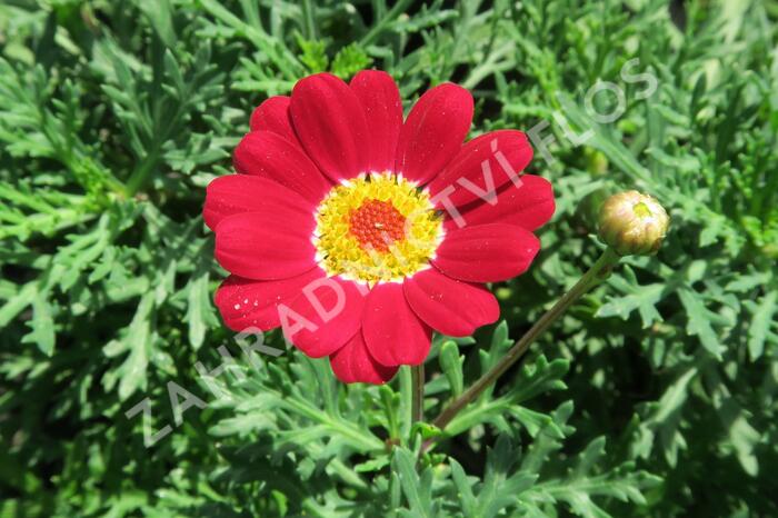 Kopretina pařížská 'Molimba Red' - Argyranthemum frutescens 'Molimba Red'