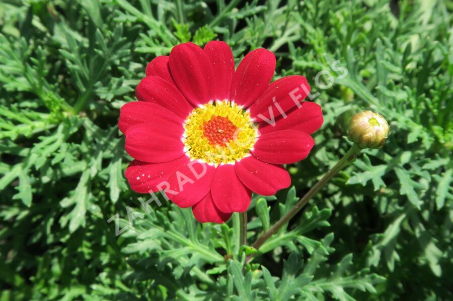 Kopretina pařížská 'Molimba Red' - Argyranthemum frutescens 'Molimba Red'