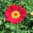 Kopretina pařížská 'Molimba Red' - Argyranthemum frutescens 'Molimba Red'