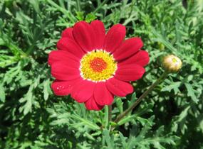 Kopretina pařížská 'Molimba Red' - Argyranthemum frutescens 'Molimba Red'