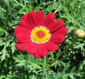 Kopretina pařížská 'Molimba Red' - Argyranthemum frutescens 'Molimba Red'