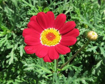 Kopretina pařížská 'Molimba Red'